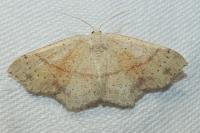 Cyclophora punctaria