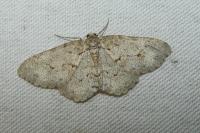 Ectropis crepuscularia