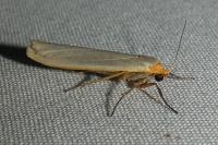 Eilema caniola