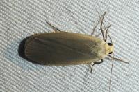 Collita griseola