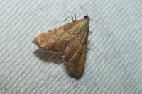 Endotricha flammealis