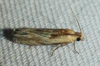Eucosma cana