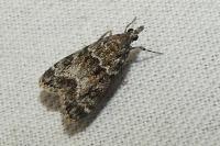 Eudonia mercurella