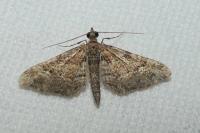 Gymnoscelis rufifasciata