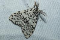 Lymantria monacha