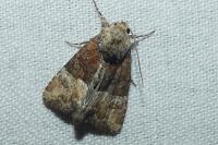 Mesoligia furuncula