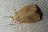 Miltochrista miniata