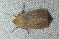 Mythimna pallens