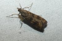 Nomophila noctuella