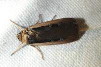 Ochropleura leucogaster