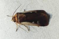 Ochropleura plecta
