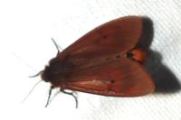 Phragmatobia fuliginosa