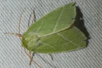 Pseudoips prasinanus