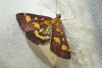 Pyrausta purpuralis