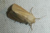Denticucullus pygmina