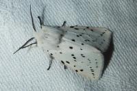 Spilosoma lubricipeda