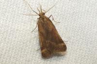 Synaphe punctalis