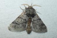 Thaumetopoea pityocampa
