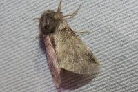Thaumetopoea processionea