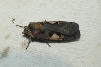 Xestia c-nigrum