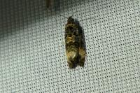 Endothenia gentianaeana/marginana/oblongana
