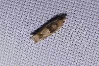 Crocidosema plebejana