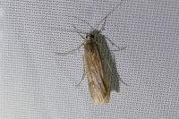 Nomophila noctuella