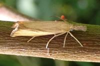 Agriphila straminella