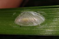 Caloptilia stigmatella