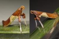 Caloptilia stigmatella