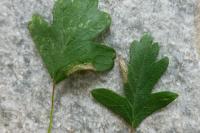 Phyllonorycter oxyacanthae