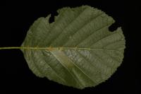 Phyllonorycter klemannella