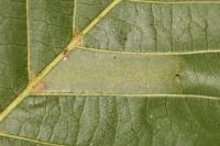 Phyllonorycter klemannella
