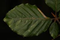 Phyllonorycter maestingella
