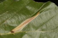 Phyllonorycter maestingella