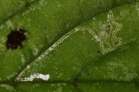 Stigmella tiliae