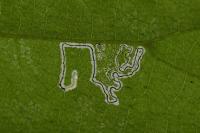 Stigmella tiliae
