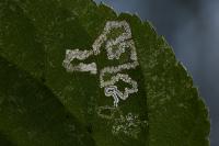 Stigmella tiliae