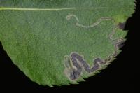 Stigmella pyri