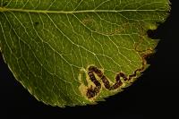 Stigmella pyri