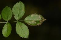 Stigmella anomalella