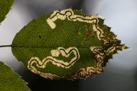 Stigmella anomalella
