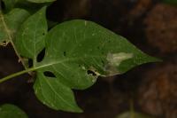 Acrolepia autumnitella