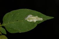 Acrolepia autumnitella