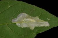 Acrolepia autumnitella