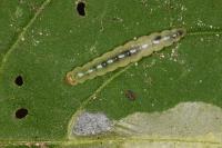 Acrolepia autumnitella