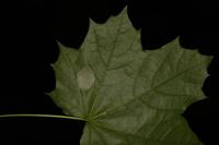 Phyllonorycter joannisi