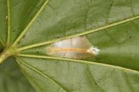 Phyllonorycter joannisi