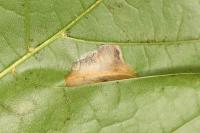 Phyllonorycter joannisi