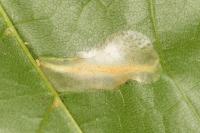 Phyllonorycter joannisi